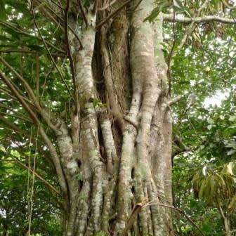 Ficus thonningii, Bark-cloth Fig Tree - 5 Seed Pack - Indigenous Evergreen Edible Fruits