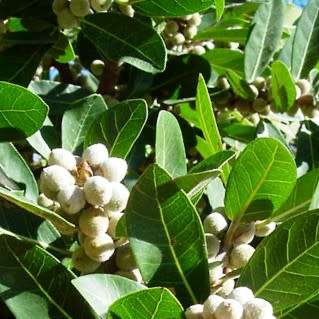 Ficus thonningii, Bark-cloth Fig Tree - 5 Seed Pack - Indigenous Evergreen Edible Fruits