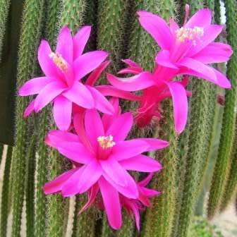 5 Aporocactus flagelliformis Seeds - Rattail Cactus - Epiphytic Succulent - Combined Shipping
