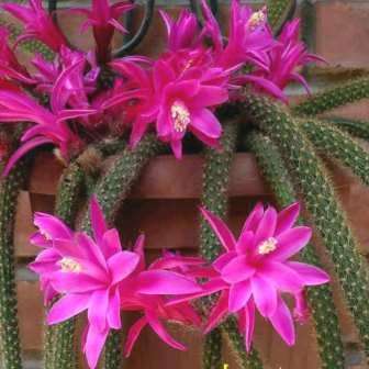 5 Aporocactus flagelliformis Seeds - Rattail Cactus - Epiphytic Succulent - Combined Shipping