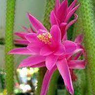 5 Aporocactus flagelliformis Seeds - Rattail Cactus - Epiphytic Succulent - Combined Shipping