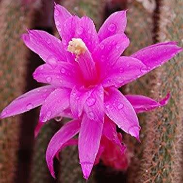 5 Aporocactus flagelliformis Seeds - Rattail Cactus - Epiphytic Succulent - Combined Shipping