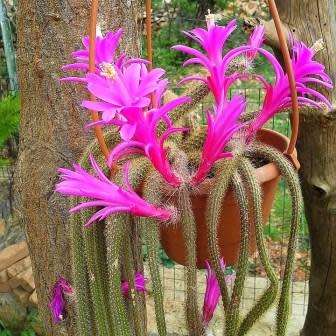 5 Aporocactus flagelliformis Seeds - Rattail Cactus - Epiphytic Succulent - Combined Shipping