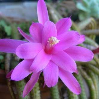 5 Aporocactus flagelliformis Seeds - Rattail Cactus - Epiphytic Succulent - Combined Shipping