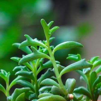 Senecio peregrinus Seeds - Buy Seeds for Indigenous South African Succulents + FREE SEEDS