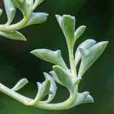 Senecio peregrinus Seeds - Buy Seeds for Indigenous South African Succulents + FREE SEEDS