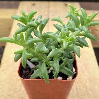 Senecio peregrinus Seeds - Buy Seeds for Indigenous South African Succulents + FREE SEEDS
