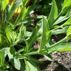 Xhosa Dream Root - Silene capensis aka Silene undulata -10+ Seed Pack- Indigenous Ethnobotanical