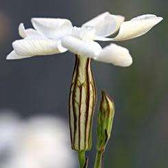 Xhosa Dream Root - Silene capensis aka Silene undulata -10+ Seed Pack- Indigenous Ethnobotanical