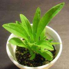 Xhosa Dream Root - Silene capensis aka Silene undulata -10+ Seed Pack- Indigenous Ethnobotanical