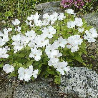 Xhosa Dream Root - Silene capensis aka Silene undulata -10+ Seed Pack- Indigenous Ethnobotanical