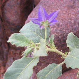 Solanum burchellii Seeds - Tandpynbos Indigenous South African Flowering Shrub - Combined Shipping
