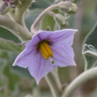 Solanum burchellii Seeds - Tandpynbos Indigenous South African Flowering Shrub - Combined Shipping