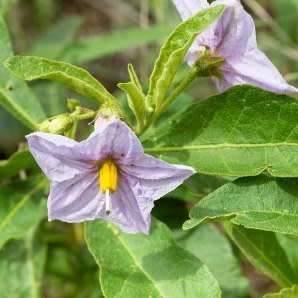 Solanum burchellii Seeds - Tandpynbos Indigenous South African Flowering Shrub - Combined Shipping