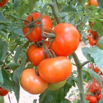 10+ Cherry Tomato Vegetable Seeds ~ Solanum lycopersicum var. cerasiforme Seeds - Combined Shipping