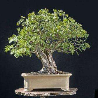 Sorbus aucuparia - Mountain or Rowan Ash Bonsai Seeds + FREE Gifts Seeds + Bonsai eBook
