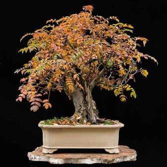 Sorbus aucuparia - Mountain or Rowan Ash Bonsai Seeds + FREE Gifts Seeds + Bonsai eBook