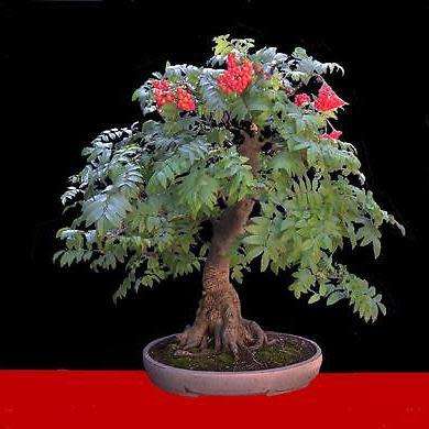 Sorbus aucuparia - Mountain or Rowan Ash Bonsai Seeds + FREE Gifts Seeds + Bonsai eBook