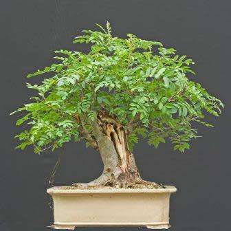 Sorbus aucuparia - Mountain or Rowan Ash Bonsai Seeds + FREE Gifts Seeds + Bonsai eBook