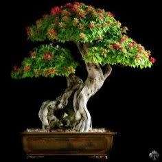 Sorbus aucuparia - Mountain or Rowan Ash Bonsai Seeds + FREE Gifts Seeds + Bonsai eBook