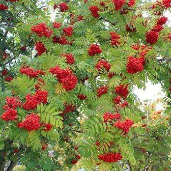 Sorbus aucuparia - 5 Seeds - Mountain or Rowan Ash Tree or Shrub - Combined Worldwide Shipping