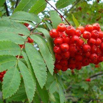 Sorbus aucuparia - 5 Seeds - Mountain or Rowan Ash Tree or Shrub - Combined Worldwide Shipping
