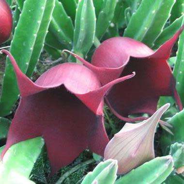 5 Stapelia leendertziae (Carion Flower) Seeds - South African Indigenous Succulent - Global Shipping