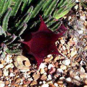 5 Stapelia leendertziae (Carion Flower) Seeds - South African Indigenous Succulent - Global Shipping