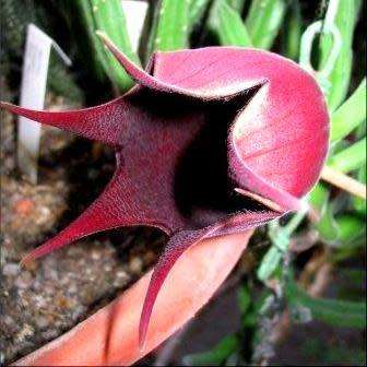 5 Stapelia leendertziae (Carion Flower) Seeds - South African Indigenous Succulent - Global Shipping