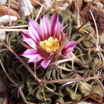 Stenocactus multicostatus Seeds - Verified Seller - Exotic Succulent Cactus