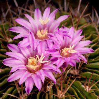 Stenocactus multicostatus Seeds - Verified Seller - Exotic Succulent Cactus