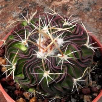 Stenocactus multicostatus Seeds - Verified Seller - Exotic Succulent Cactus