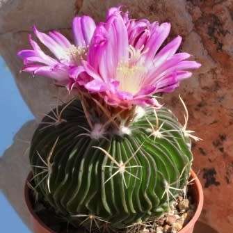 Stenocactus multicostatus Seeds - Verified Seller - Exotic Succulent Cactus