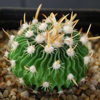 Stenocactus multicostatus Seeds - Verified Seller - Exotic Succulent Cactus