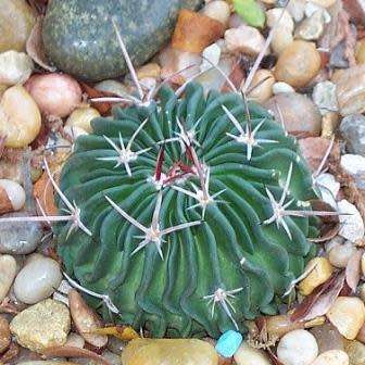 Stenocactus multicostatus Seeds - Verified Seller - Exotic Succulent Cactus