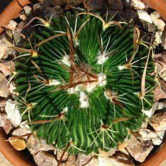 Stenocactus multicostatus Seeds - Verified Seller - Exotic Succulent Cactus