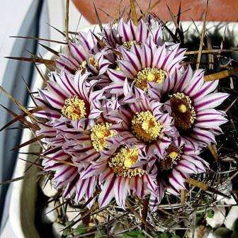 Stenocactus multicostatus Seeds - Verified Seller - Exotic Succulent Cactus