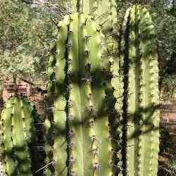 Stenocereus martinezii Seeds - Exotic Cactus Edible Fruit, Insured Combined Shipping