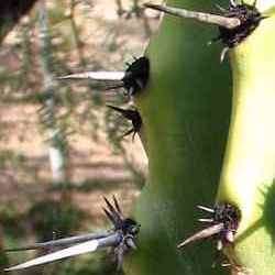 Stenocereus martinezii Seeds - Exotic Cactus Edible Fruit, Insured Combined Shipping