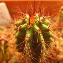 Stenocereus martinezii Seeds - Exotic Cactus Edible Fruit, Insured Combined Shipping
