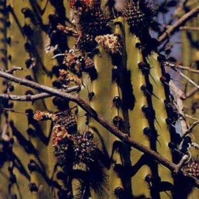 Stenocereus martinezii Seeds - Exotic Cactus Edible Fruit, Insured Combined Shipping