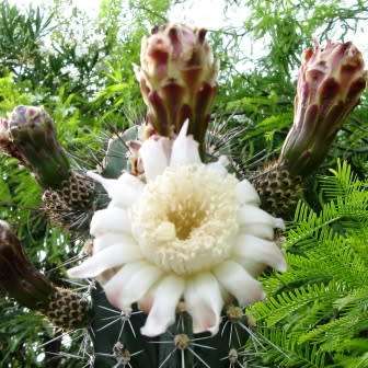 Stenocereus martinezii Seeds - Exotic Cactus Edible Fruit, Insured Combined Shipping