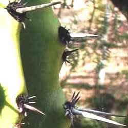 Stenocereus martinezii Seeds - Exotic Cactus Edible Fruit, Insured Combined Shipping