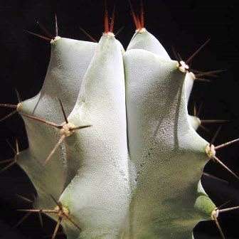 Stenocereus pruinosus Seeds - Exotic Cactus Edible Fruit, Insured Combined Shipping