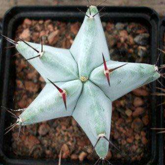 Stenocereus pruinosus Seeds - Exotic Cactus Edible Fruit, Insured Combined Shipping