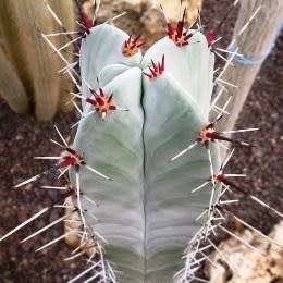 Stenocereus pruinosus Seeds - Exotic Cactus Edible Fruit, Insured Combined Shipping