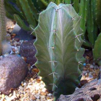 Stenocereus pruinosus Seeds - Exotic Cactus Edible Fruit, Insured Combined Shipping
