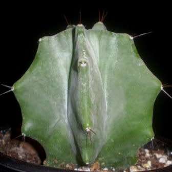 Stenocereus pruinosus Seeds - Exotic Cactus Edible Fruit, Insured Combined Shipping