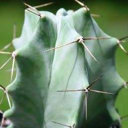 Stenocereus pruinosus Seeds - Exotic Cactus Edible Fruit, Insured Combined Shipping