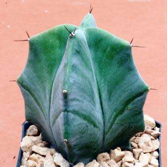 Stenocereus pruinosus Seeds - Exotic Cactus Edible Fruit, Insured Combined Shipping